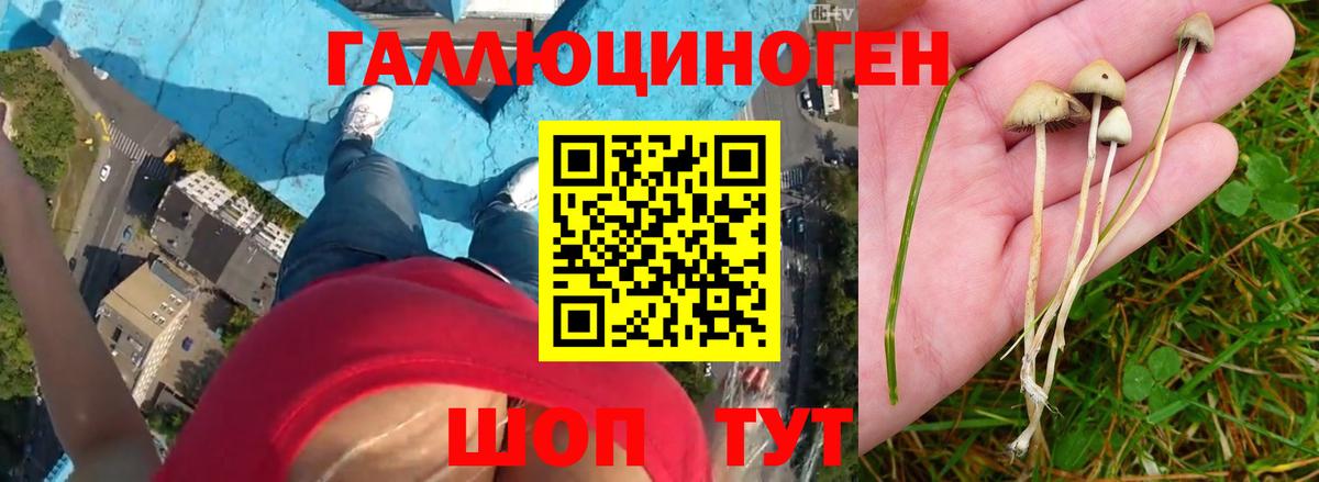 Псилоцибиновые грибы прущие грибы Димитровград